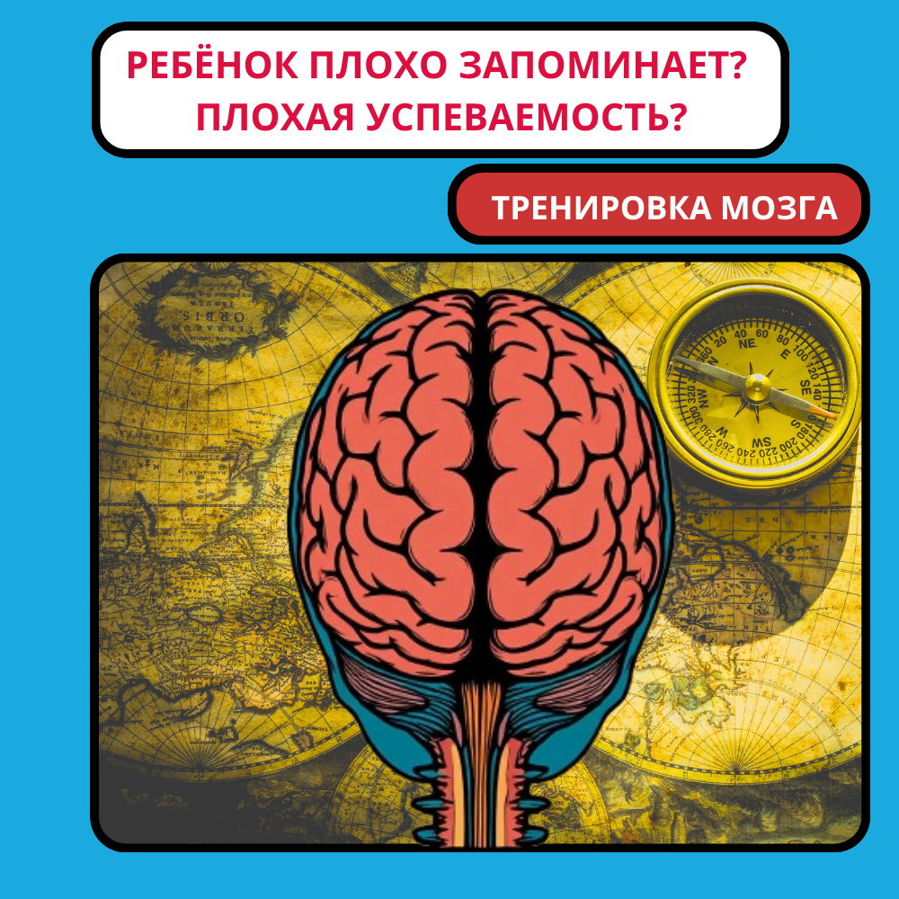 Атлас мозга: как задействовать максимум полей для развития памяти и интеллекта — занятия в Перловке